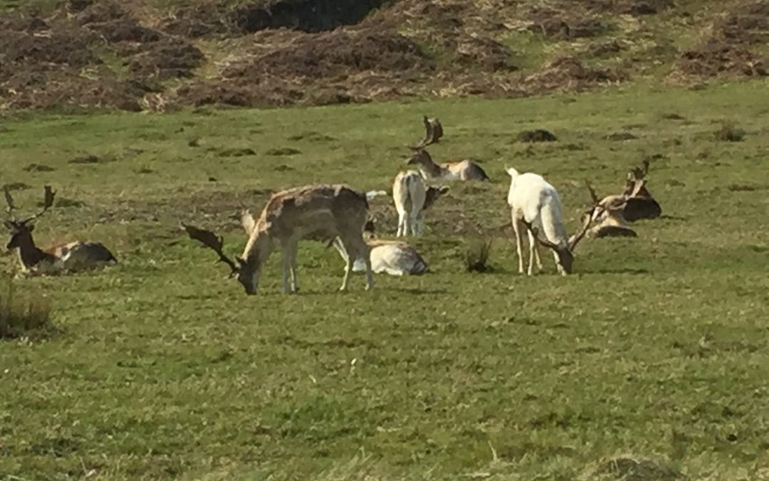 Glenfield Woodlands enjoy an outing to Bradgate Park