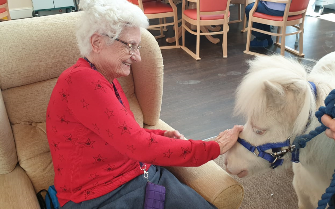 Lollipop Ponies Visit Ladydale