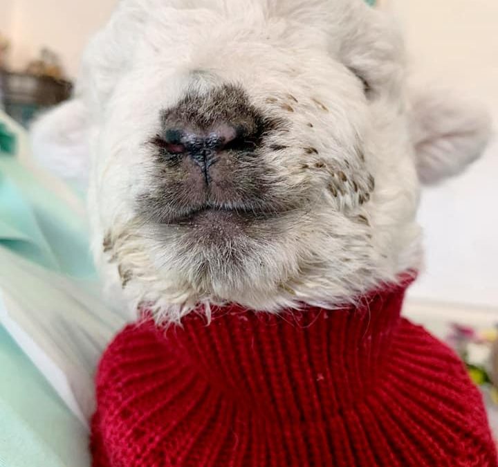 Ronnie the lamb’s visit to The Knights makes the BBC News